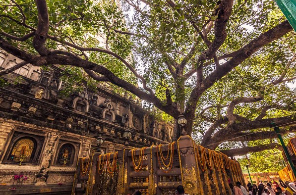 Hậu duệ của cây Bồ đề chứng kiến khoảnh khắc thành đạo của Đức Phật tại Ấn Độ  