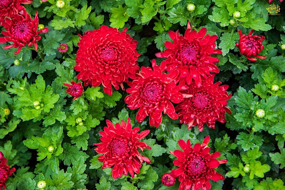 Hoa cúc đỏ rực kiêu hãnh vươn mình trên nền lá xanh - một sự kết hợp ấn tượng, mang tới cảm giác hạnh phúc ngập tràn.