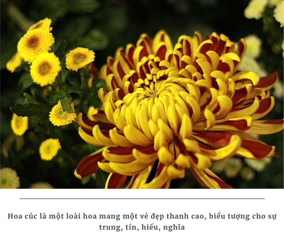 Tại sao Cô Phạm Thị Yến lấy Hoa cúc làm biểu tượng của CLB Cúc Vàng - Tập Tu Lục Hòa?