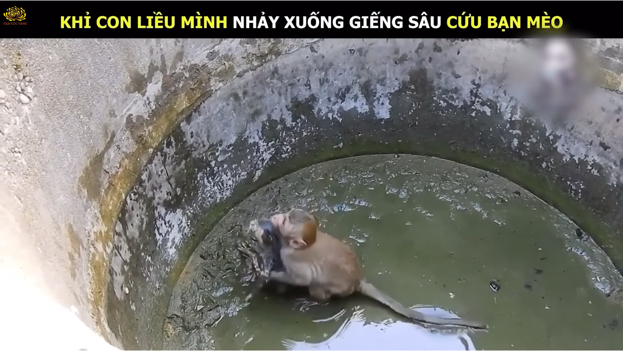 Khỉ con cố gắng bế bạn mèo ra khỏi thành giếng